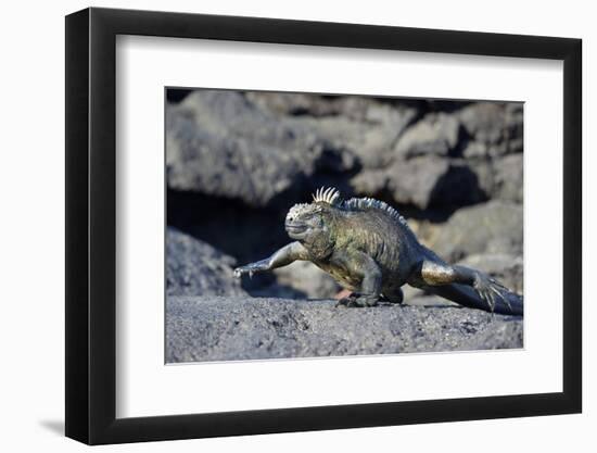 Ecuador, Galapagos Islands, Fernandina Island. Marine Iguana Walking-Kevin Oke-Framed Photographic Print