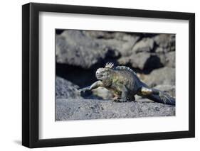 Ecuador, Galapagos Islands, Fernandina Island. Marine Iguana Walking-Kevin Oke-Framed Photographic Print