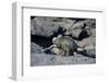 Ecuador, Galapagos Islands, Fernandina Island. Marine Iguana Walking-Kevin Oke-Framed Photographic Print