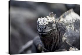 Ecuador, Galapagos Islands, Fernandina, Punta Espinoza. Marine Iguana Head Portrait-Ellen Goff-Stretched Canvas