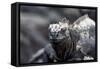 Ecuador, Galapagos Islands, Fernandina, Punta Espinoza. Marine Iguana Head Portrait-Ellen Goff-Framed Stretched Canvas