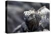 Ecuador, Galapagos Islands, Fernandina, Punta Espinoza. Marine Iguana Head Portrait-Ellen Goff-Stretched Canvas