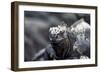 Ecuador, Galapagos Islands, Fernandina, Punta Espinoza. Marine Iguana Head Portrait-Ellen Goff-Framed Photographic Print