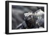 Ecuador, Galapagos Islands, Fernandina, Punta Espinoza. Marine Iguana Head Portrait-Ellen Goff-Framed Photographic Print