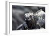 Ecuador, Galapagos Islands, Fernandina, Punta Espinoza. Marine Iguana Head Portrait-Ellen Goff-Framed Photographic Print