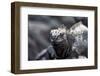 Ecuador, Galapagos Islands, Fernandina, Punta Espinoza. Marine Iguana Head Portrait-Ellen Goff-Framed Photographic Print