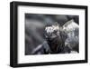 Ecuador, Galapagos Islands, Fernandina, Punta Espinoza. Marine Iguana Head Portrait-Ellen Goff-Framed Photographic Print