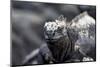 Ecuador, Galapagos Islands, Fernandina, Punta Espinoza. Marine Iguana Head Portrait-Ellen Goff-Mounted Photographic Print