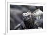 Ecuador, Galapagos Islands, Fernandina, Punta Espinoza. Marine Iguana Head Portrait-Ellen Goff-Framed Photographic Print