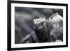 Ecuador, Galapagos Islands, Fernandina, Punta Espinoza. Marine Iguana Head Portrait-Ellen Goff-Framed Photographic Print