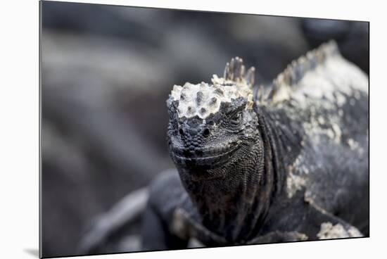 Ecuador, Galapagos Islands, Fernandina, Punta Espinoza. Marine Iguana Head Portrait-Ellen Goff-Mounted Photographic Print