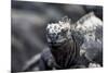 Ecuador, Galapagos Islands, Fernandina, Punta Espinoza. Marine Iguana Head Portrait-Ellen Goff-Mounted Photographic Print