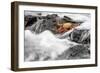 Ecuador, Galapagos Islands, Fernandina, Punta Espinoza-Ellen Goff-Framed Photographic Print