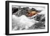 Ecuador, Galapagos Islands, Fernandina, Punta Espinoza-Ellen Goff-Framed Photographic Print