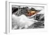 Ecuador, Galapagos Islands, Fernandina, Punta Espinoza-Ellen Goff-Framed Photographic Print