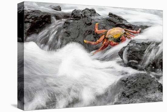 Ecuador, Galapagos Islands, Fernandina, Punta Espinoza-Ellen Goff-Stretched Canvas