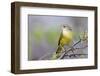 Ecuador, Galapagos Islands, Floreana, Punta Cormoran. Female Yellow Warbler on a Branch-Ellen Goff-Framed Photographic Print