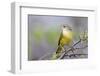 Ecuador, Galapagos Islands, Floreana, Punta Cormoran. Female Yellow Warbler on a Branch-Ellen Goff-Framed Photographic Print