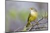 Ecuador, Galapagos Islands, Floreana, Punta Cormoran. Female Yellow Warbler on a Branch-Ellen Goff-Mounted Photographic Print