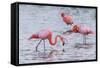 Ecuador, Galapagos Islands, Floreana, Punta Cormoran, Greater Flamingo Feeding-Ellen Goff-Framed Stretched Canvas
