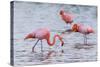 Ecuador, Galapagos Islands, Floreana, Punta Cormoran, Greater Flamingo Feeding-Ellen Goff-Stretched Canvas