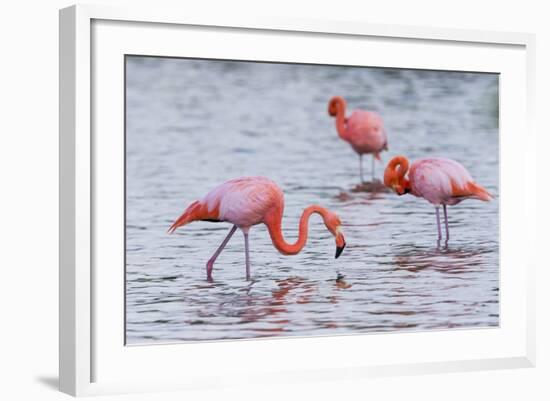 Ecuador, Galapagos Islands, Floreana, Punta Cormoran, Greater Flamingo Feeding-Ellen Goff-Framed Photographic Print