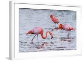 Ecuador, Galapagos Islands, Floreana, Punta Cormoran, Greater Flamingo Feeding-Ellen Goff-Framed Photographic Print