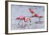 Ecuador, Galapagos Islands, Floreana, Punta Cormoran, Greater Flamingo Feeding-Ellen Goff-Framed Photographic Print