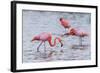 Ecuador, Galapagos Islands, Floreana, Punta Cormoran, Greater Flamingo Feeding-Ellen Goff-Framed Photographic Print