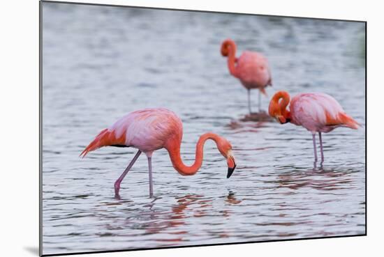 Ecuador, Galapagos Islands, Floreana, Punta Cormoran, Greater Flamingo Feeding-Ellen Goff-Mounted Photographic Print