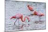 Ecuador, Galapagos Islands, Floreana, Punta Cormoran, Greater Flamingo Feeding-Ellen Goff-Mounted Photographic Print