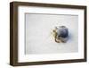 Ecuador, Galapagos Islands, Genovesa, Darwin Bay Beach. Hermit Crab on the Beach-Ellen Goff-Framed Photographic Print