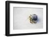 Ecuador, Galapagos Islands, Genovesa, Darwin Bay Beach. Hermit Crab on the Beach-Ellen Goff-Framed Photographic Print