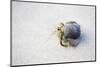 Ecuador, Galapagos Islands, Genovesa, Darwin Bay Beach. Hermit Crab on the Beach-Ellen Goff-Mounted Photographic Print