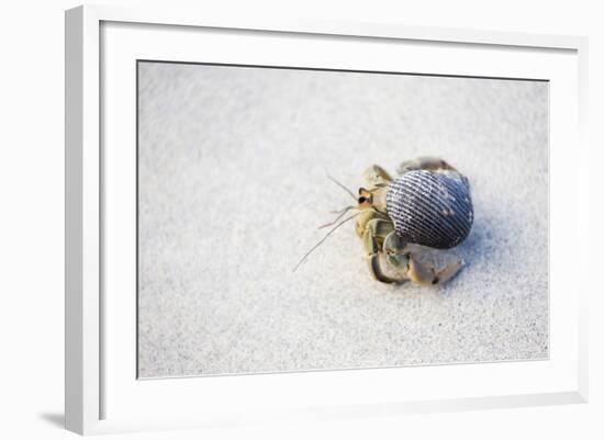 Ecuador, Galapagos Islands, Genovesa, Darwin Bay Beach. Hermit Crab on the Beach-Ellen Goff-Framed Photographic Print