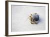 Ecuador, Galapagos Islands, Genovesa, Darwin Bay Beach. Hermit Crab on the Beach-Ellen Goff-Framed Photographic Print