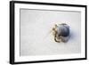 Ecuador, Galapagos Islands, Genovesa, Darwin Bay Beach. Hermit Crab on the Beach-Ellen Goff-Framed Photographic Print