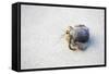 Ecuador, Galapagos Islands, Genovesa, Darwin Bay Beach. Hermit Crab on the Beach-Ellen Goff-Framed Stretched Canvas