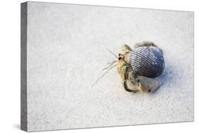 Ecuador, Galapagos Islands, Genovesa, Darwin Bay Beach. Hermit Crab on the Beach-Ellen Goff-Stretched Canvas