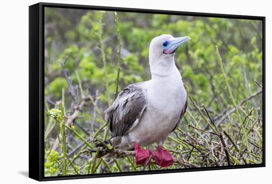 Ecuador, Galapagos Islands, Genovesa, Darwin Bay Beach. Red-Footed Booby Perching in Foliage-Ellen Goff-Framed Stretched Canvas