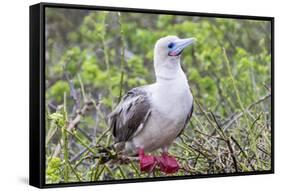 Ecuador, Galapagos Islands, Genovesa, Darwin Bay Beach. Red-Footed Booby Perching in Foliage-Ellen Goff-Framed Stretched Canvas