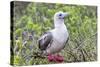 Ecuador, Galapagos Islands, Genovesa, Darwin Bay Beach. Red-Footed Booby Perching in Foliage-Ellen Goff-Stretched Canvas