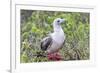 Ecuador, Galapagos Islands, Genovesa, Darwin Bay Beach. Red-Footed Booby Perching in Foliage-Ellen Goff-Framed Photographic Print