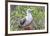 Ecuador, Galapagos Islands, Genovesa, Darwin Bay Beach. Red-Footed Booby Perching in Foliage-Ellen Goff-Framed Photographic Print