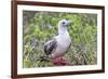 Ecuador, Galapagos Islands, Genovesa, Darwin Bay Beach. Red-Footed Booby Perching in Foliage-Ellen Goff-Framed Photographic Print