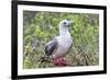 Ecuador, Galapagos Islands, Genovesa, Darwin Bay Beach. Red-Footed Booby Perching in Foliage-Ellen Goff-Framed Photographic Print