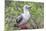 Ecuador, Galapagos Islands, Genovesa, Darwin Bay Beach. Red-Footed Booby Perching in Foliage-Ellen Goff-Mounted Photographic Print