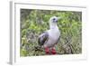 Ecuador, Galapagos Islands, Genovesa, Darwin Bay Beach. Red-Footed Booby Perching in Foliage-Ellen Goff-Framed Photographic Print