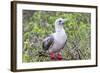 Ecuador, Galapagos Islands, Genovesa, Darwin Bay Beach. Red-Footed Booby Perching in Foliage-Ellen Goff-Framed Photographic Print