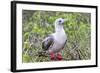 Ecuador, Galapagos Islands, Genovesa, Darwin Bay Beach. Red-Footed Booby Perching in Foliage-Ellen Goff-Framed Photographic Print